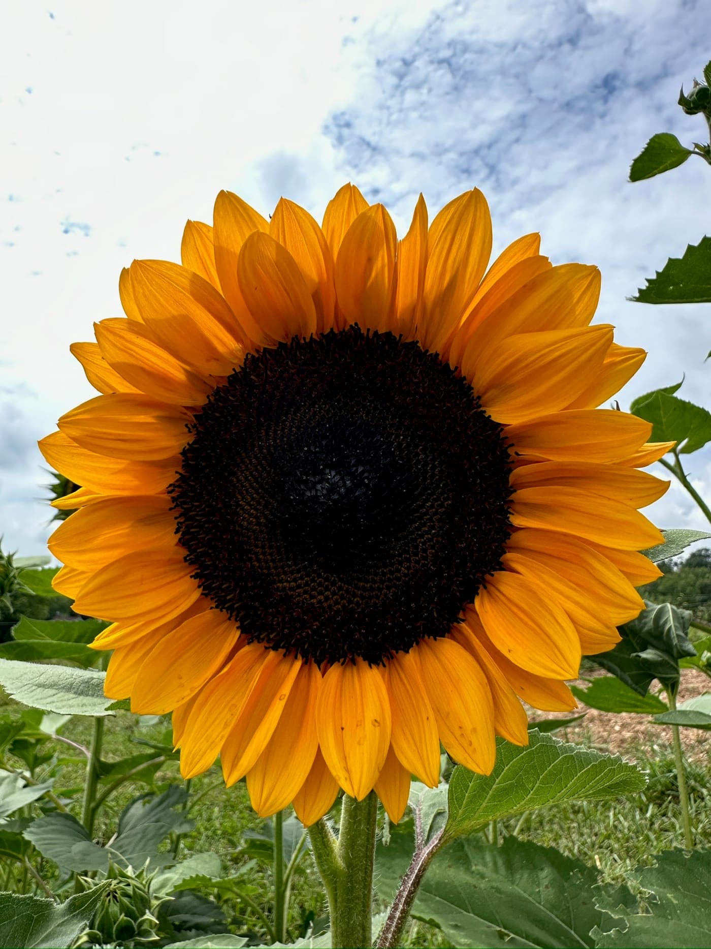A large sunflower against a blue sky