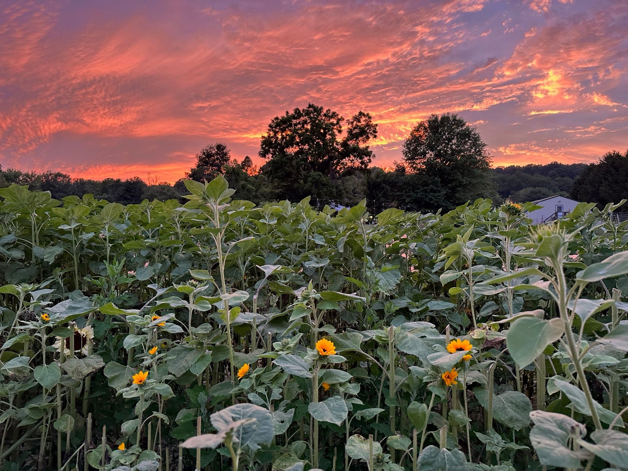 Sunset glowing pink over the flower field