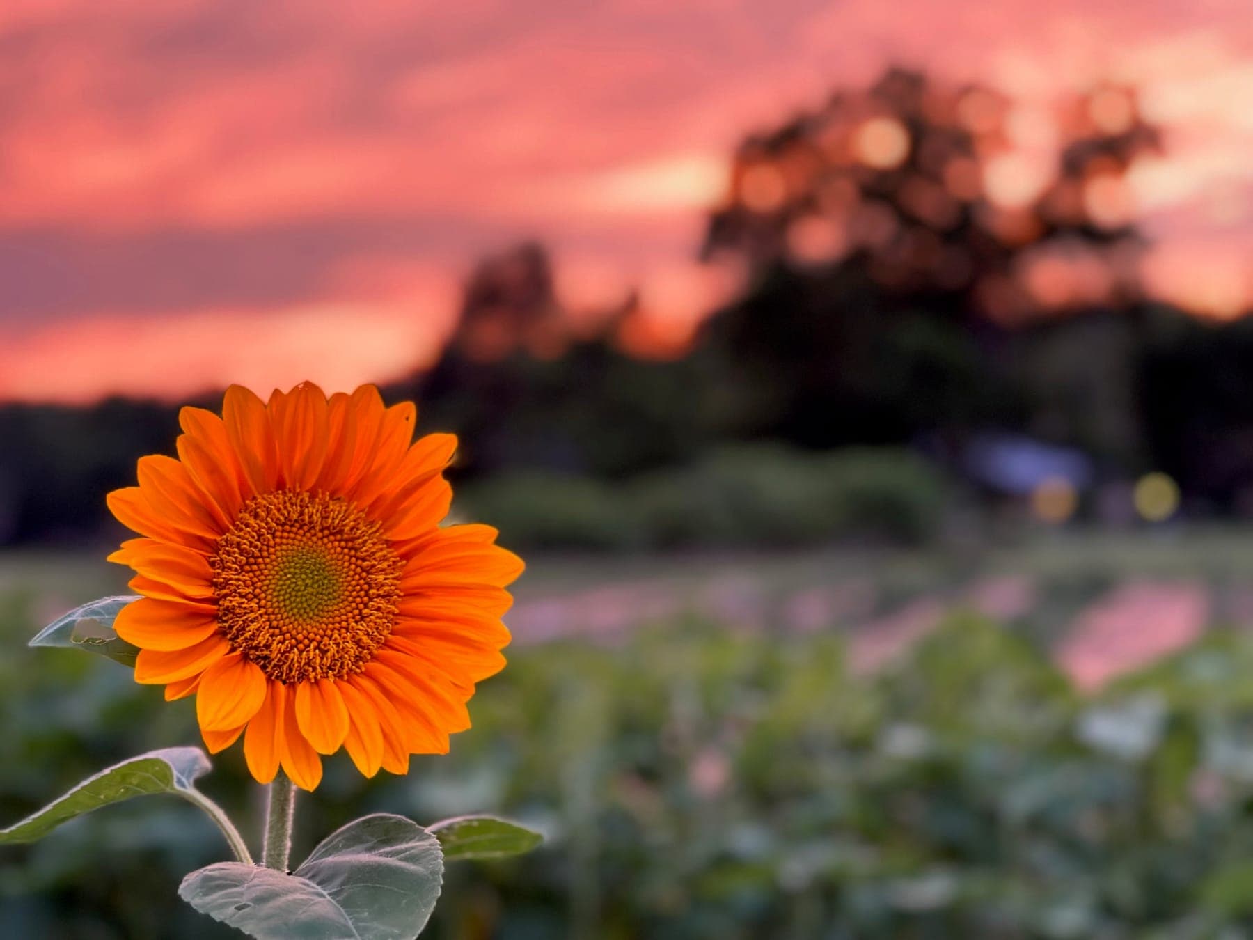 A single sunflower lit by golden sunset light