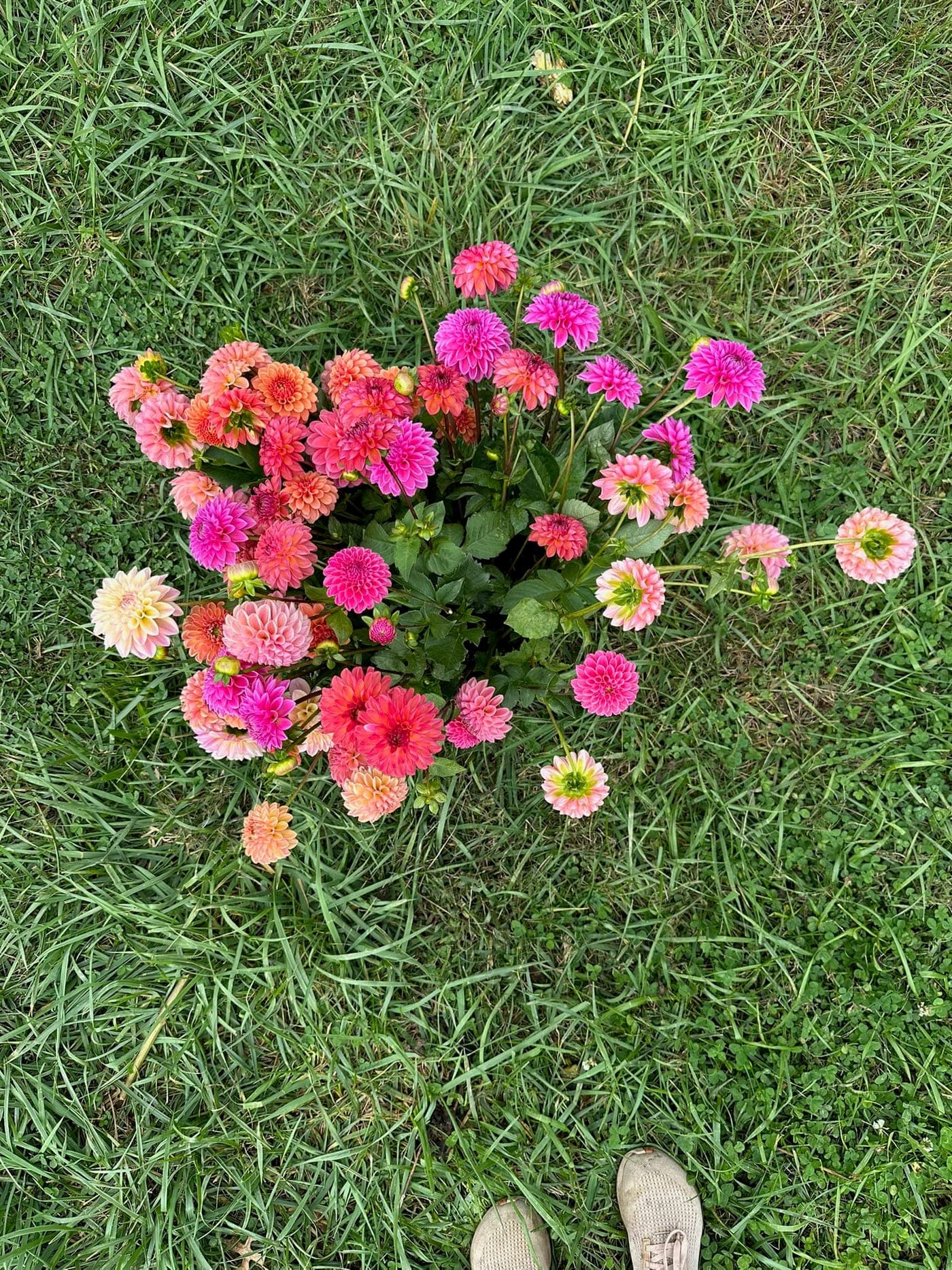 Pink and coral zinnias arranged on green grass