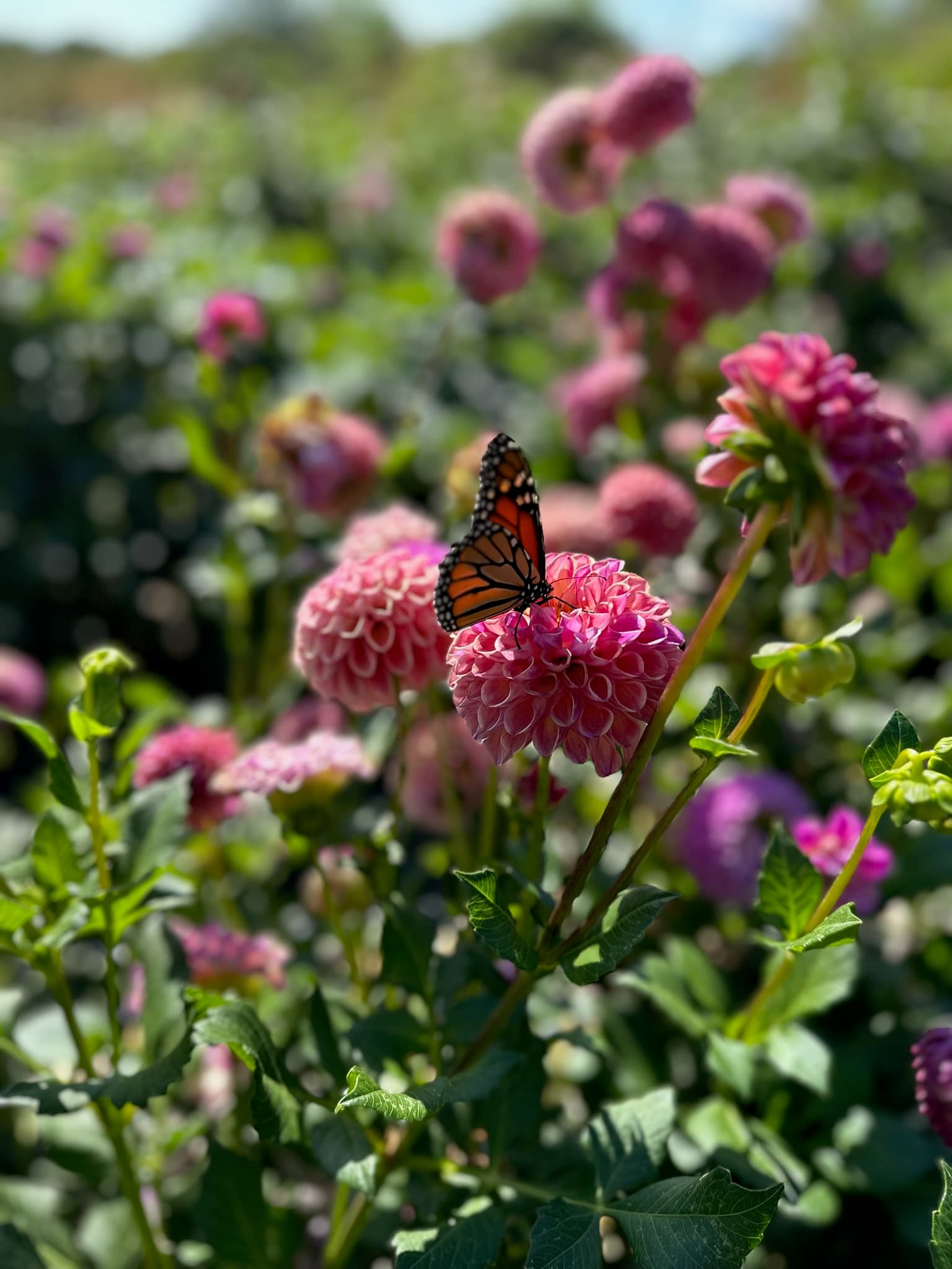 A monarch butterfly resting on a pink dahlia in our field
