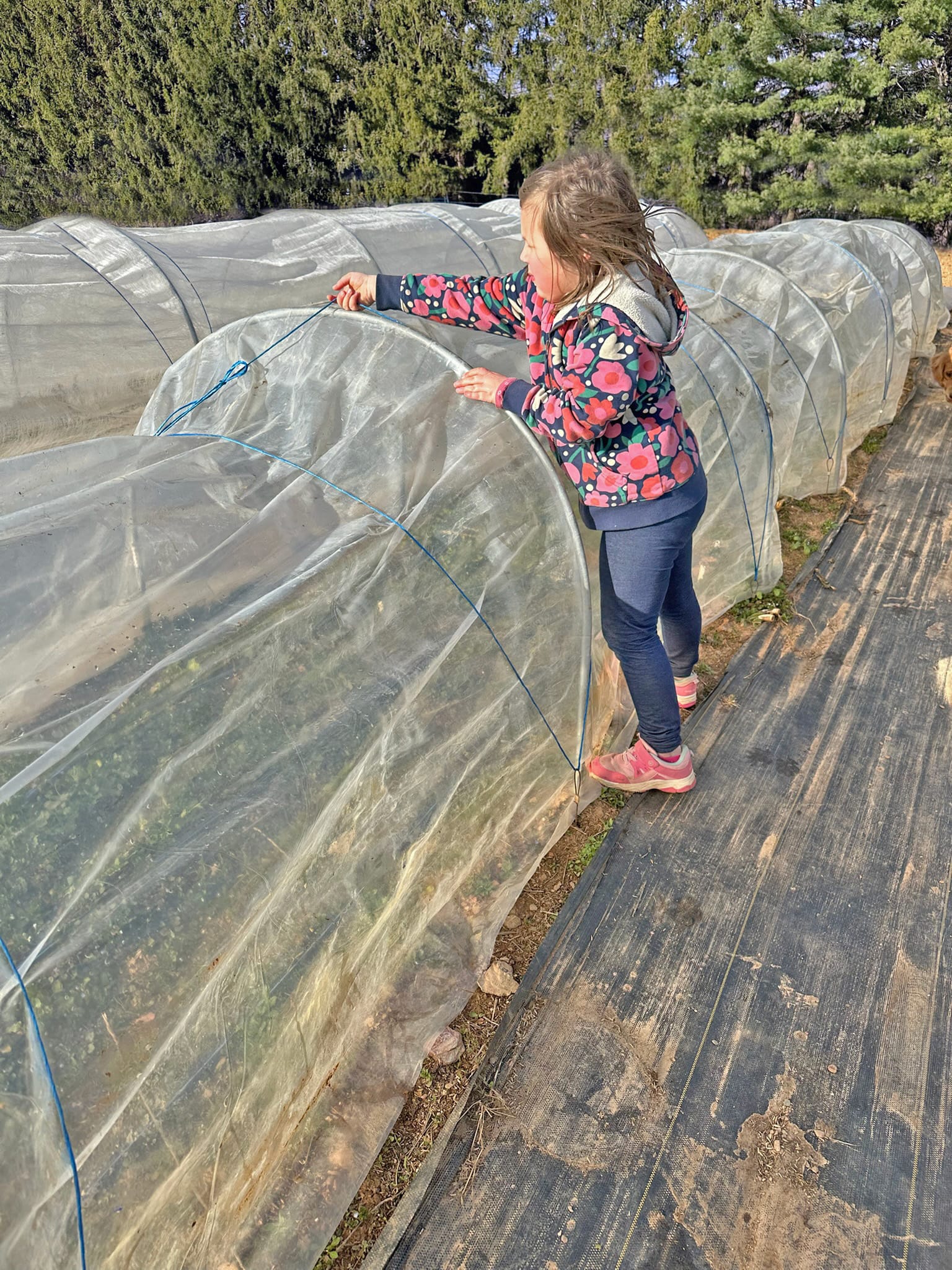 A young girl in a floral hoodie tucking the row cover back over a low tunnel on the farm