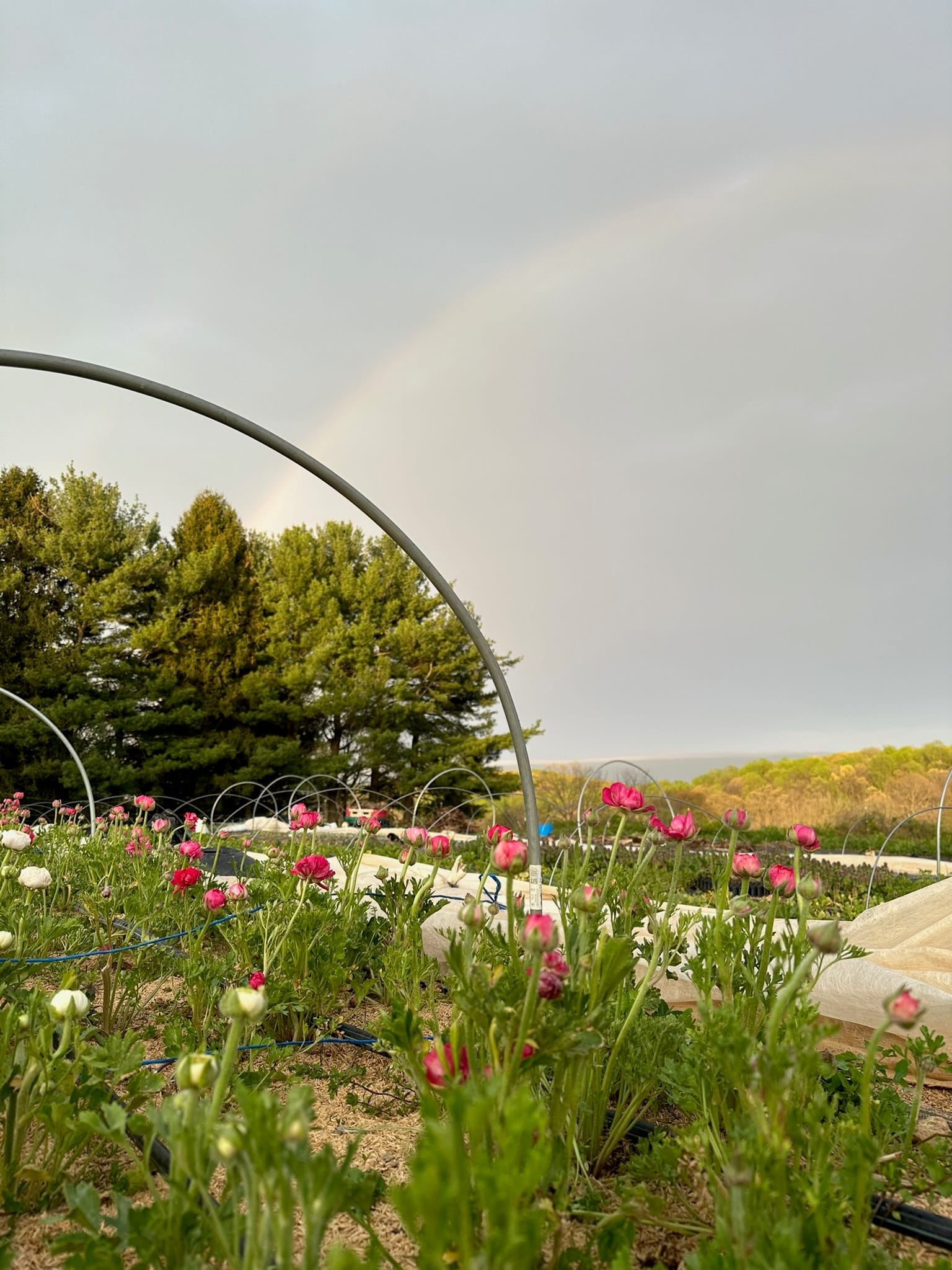 A rainbow arching over the flower field after a summer rain