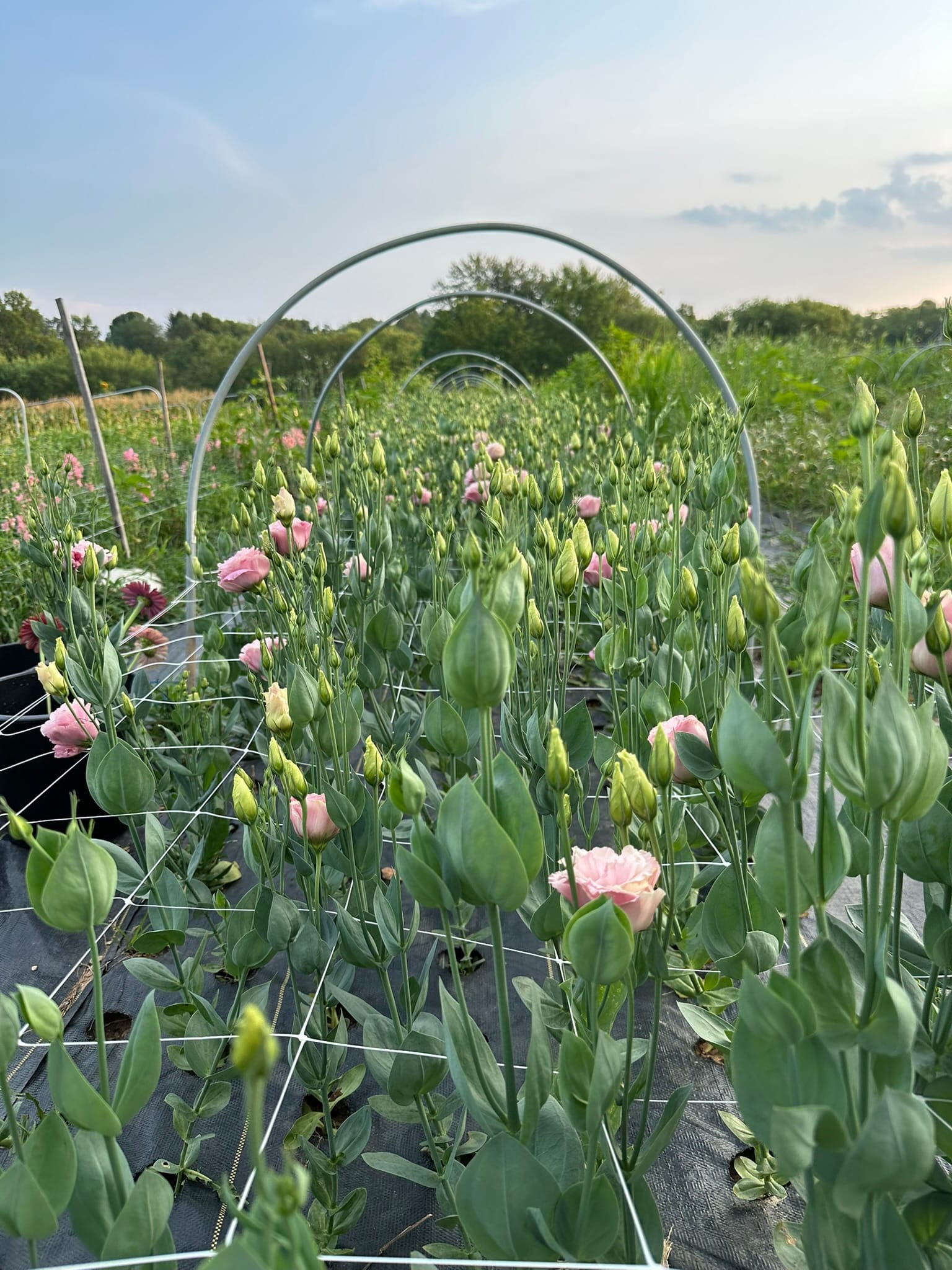 Long rows of cut-flower beds with a low tunnel at the farm