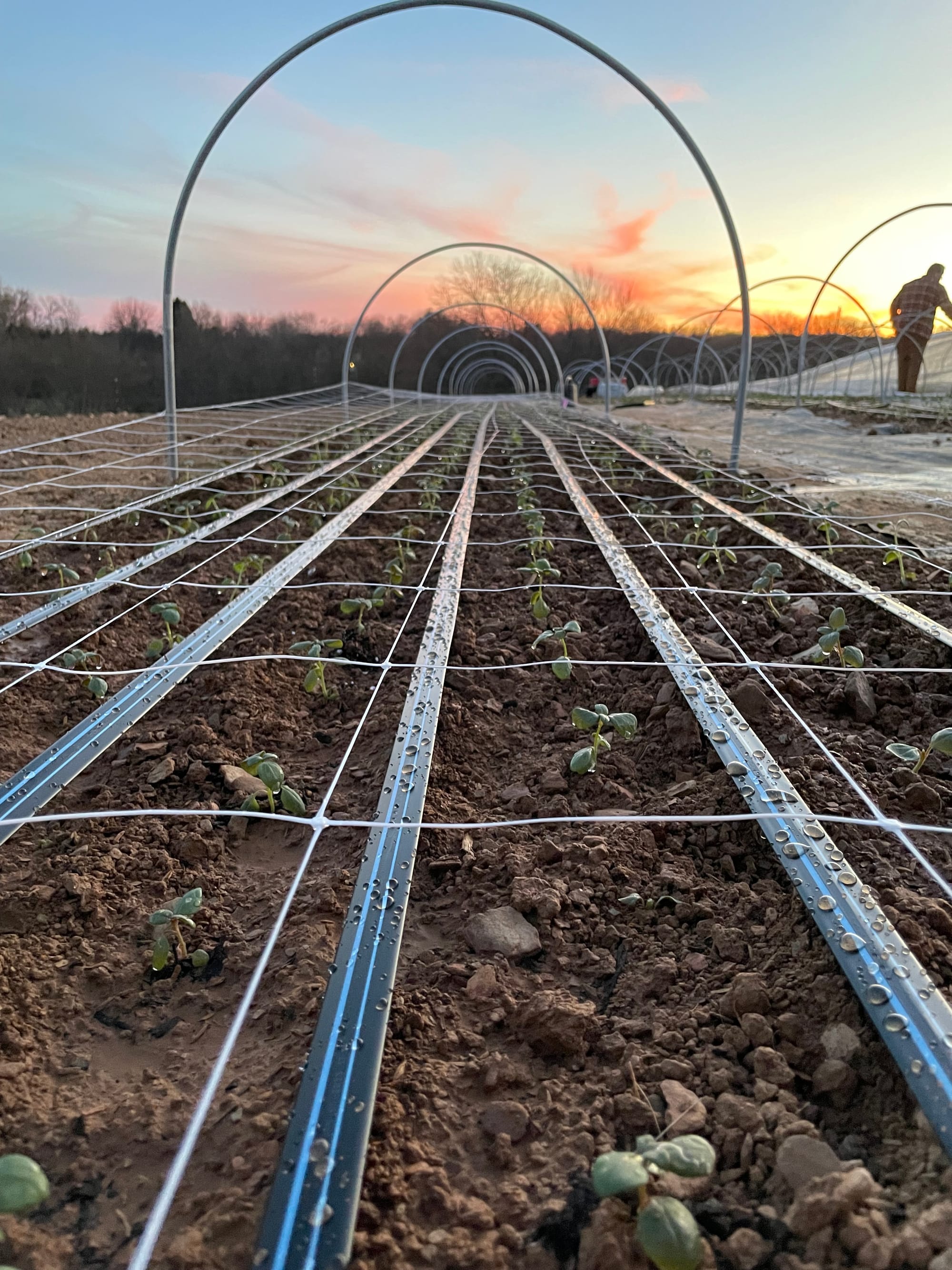 Rows of young seedlings strung with support netting, glowing under a sunset sky at the farm