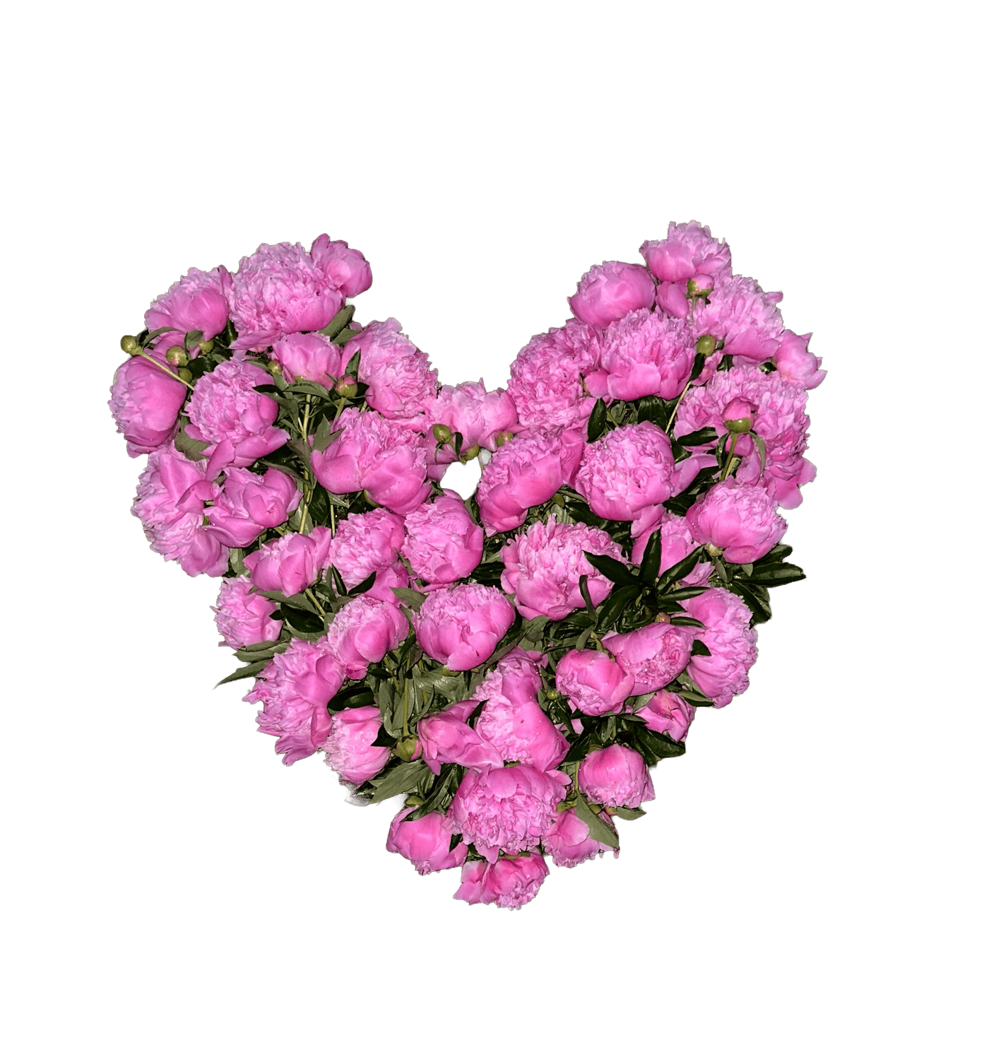 Pink peonies arranged in the shape of a heart, cut out on a transparent background