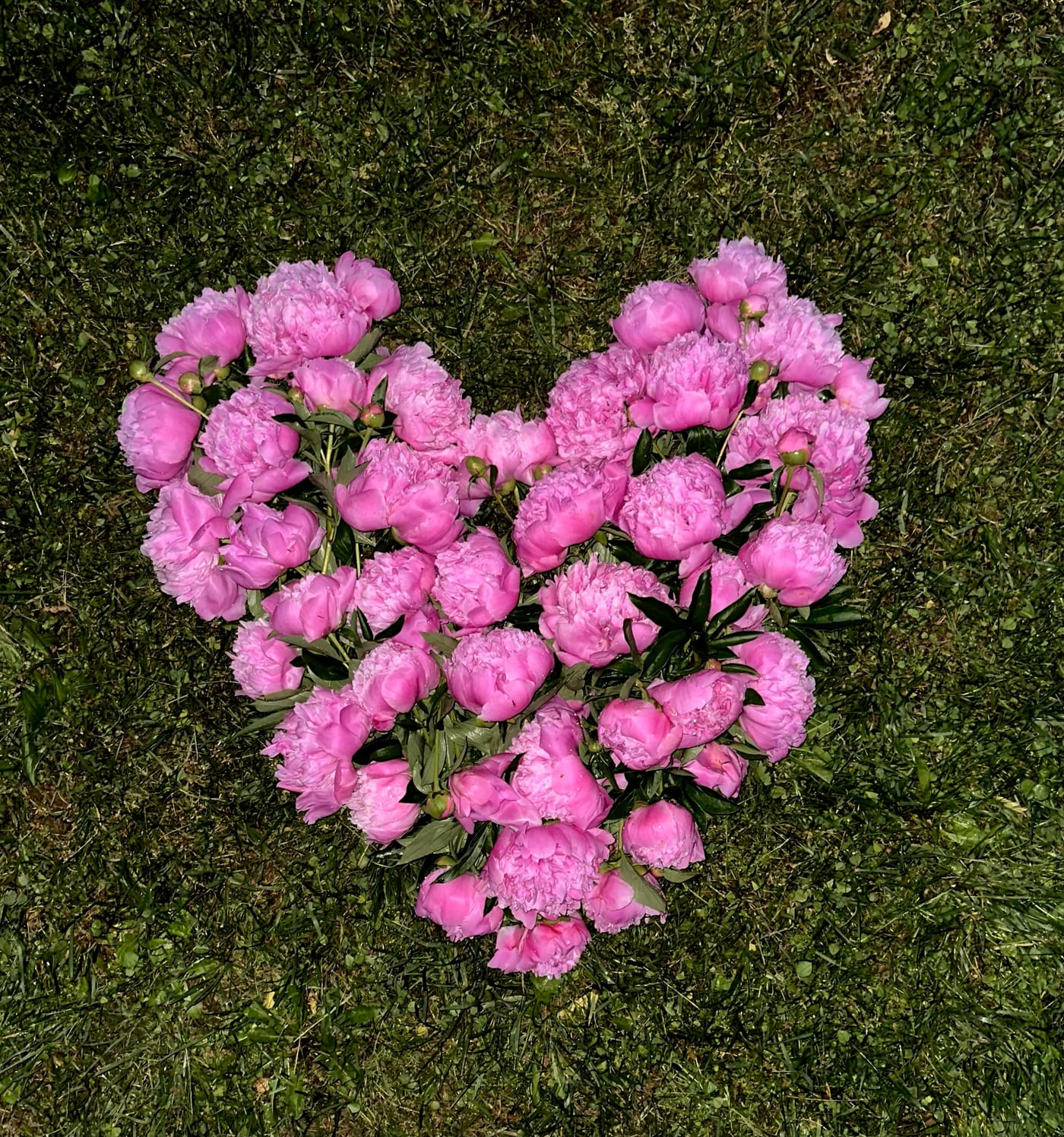 Pink flowers arranged in the shape of a heart on the grass