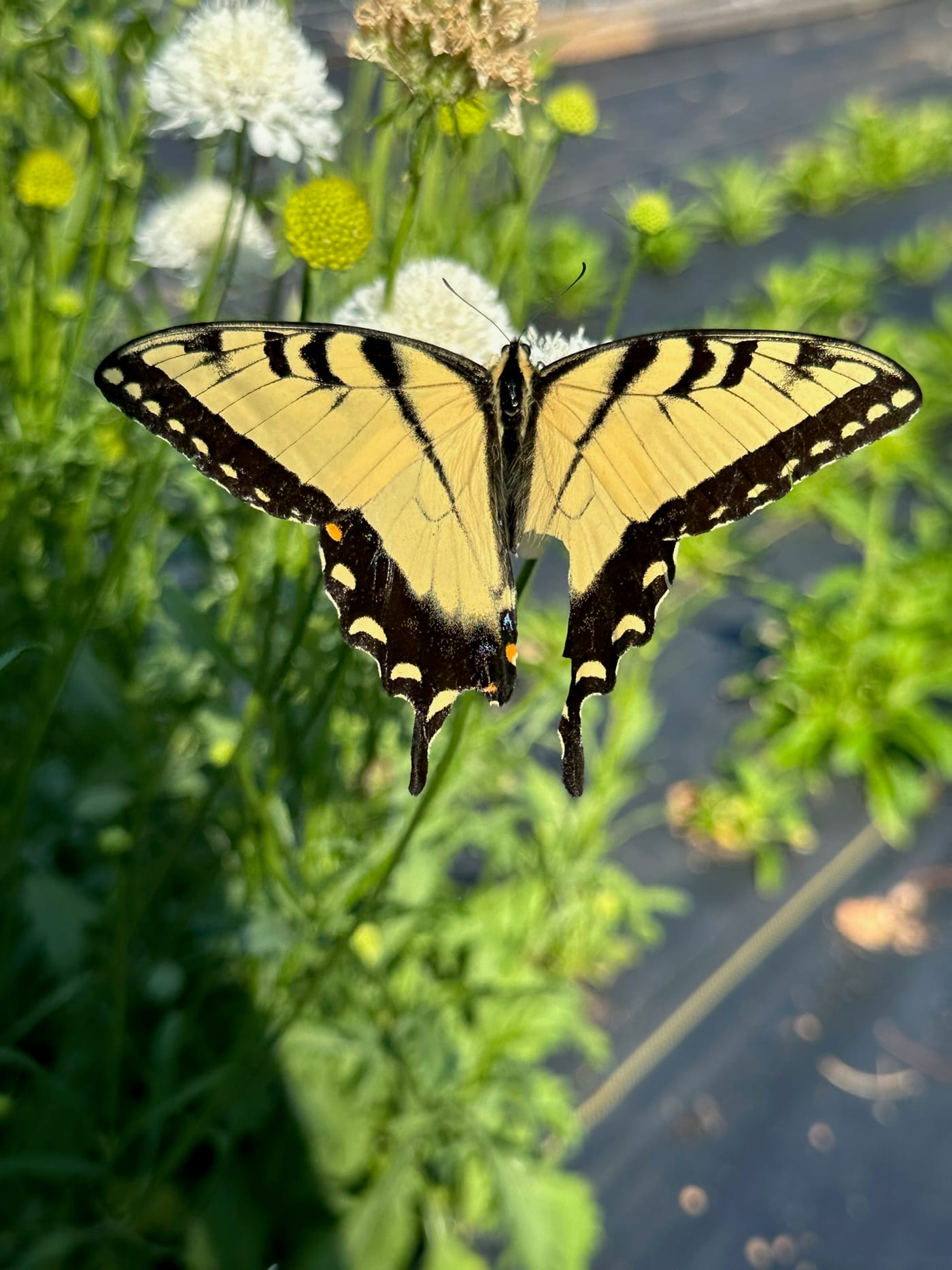 An eastern swallowtail butterfly resting on farm greenery