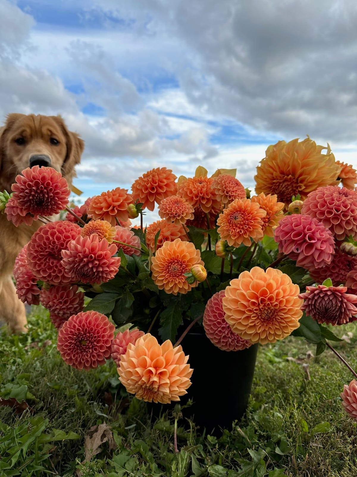 A cluster of orange dahlias in bloom