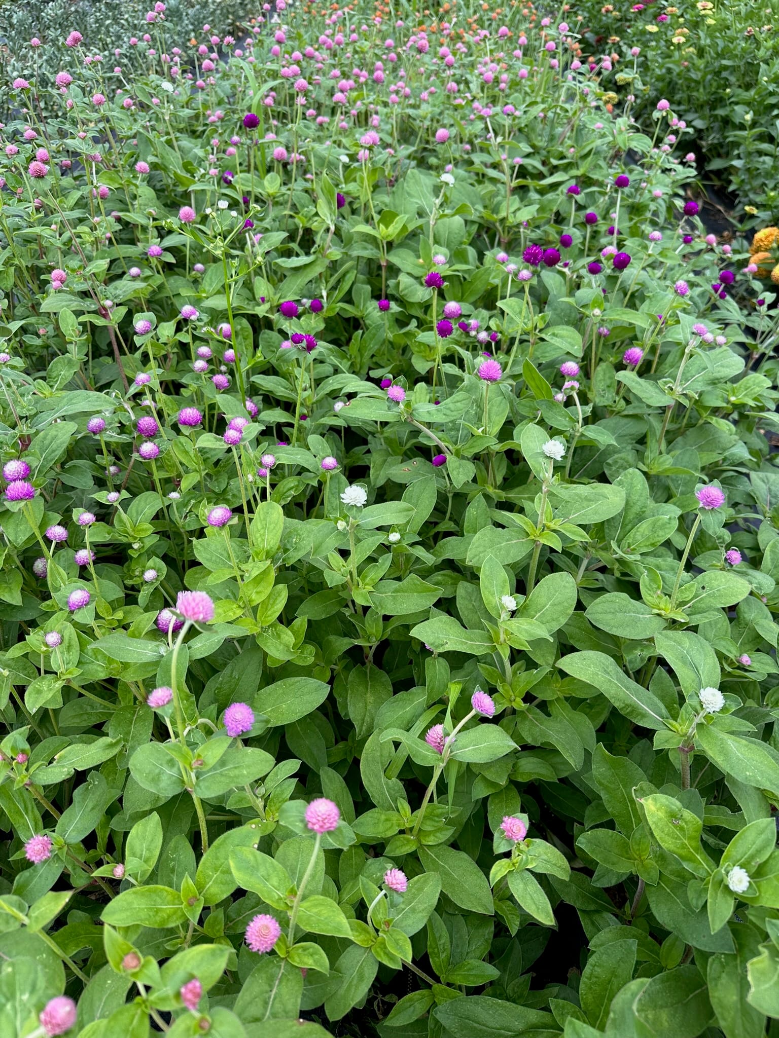 Rows of flowering crimson clover catching the light