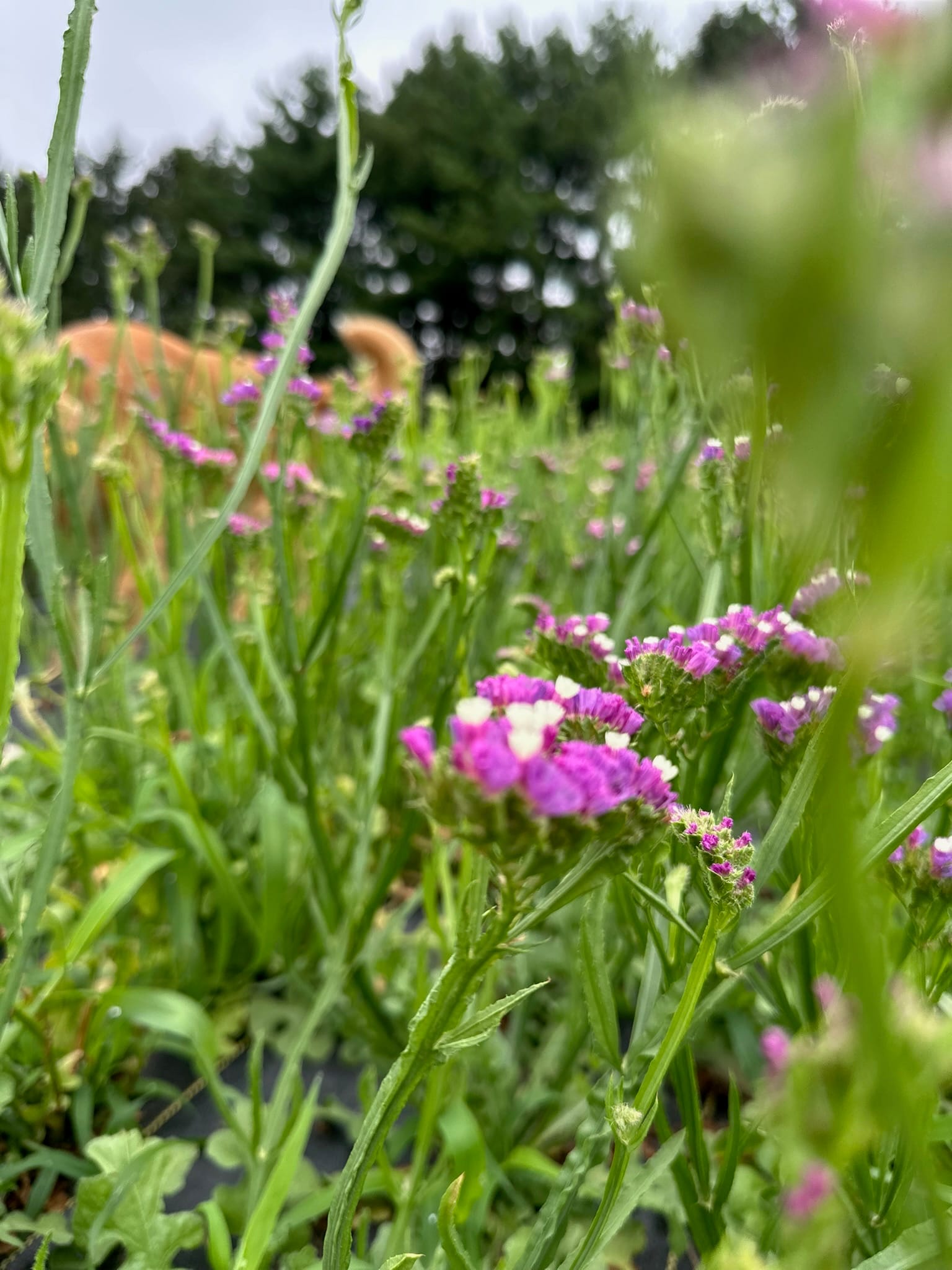 A meadow of mixed wildflowers in bloom