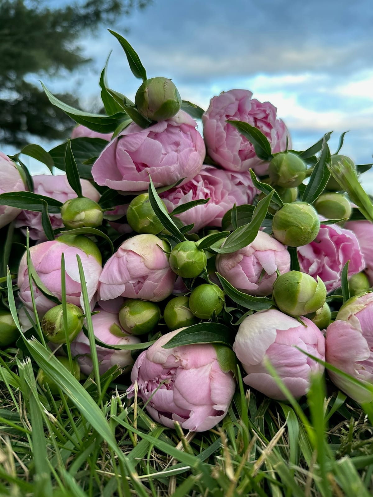 Soft pink peonies in close up