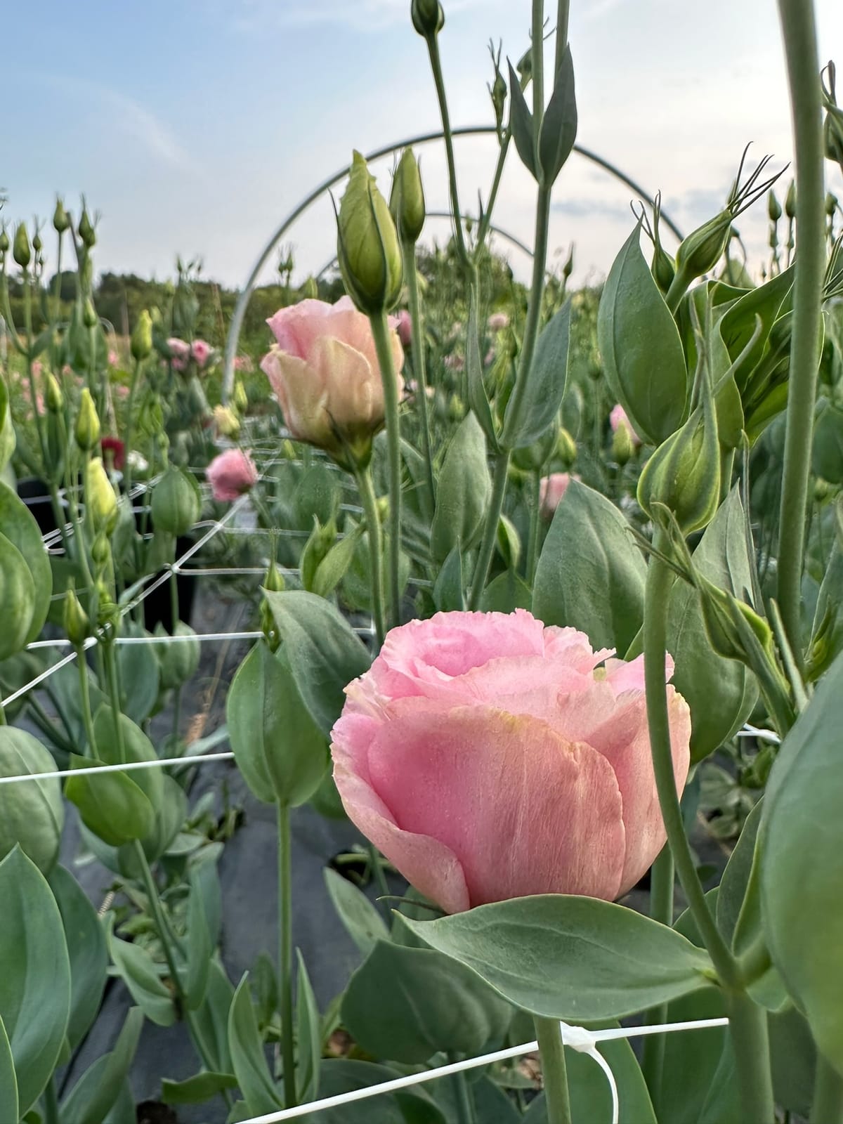 A single pink poppy in close up